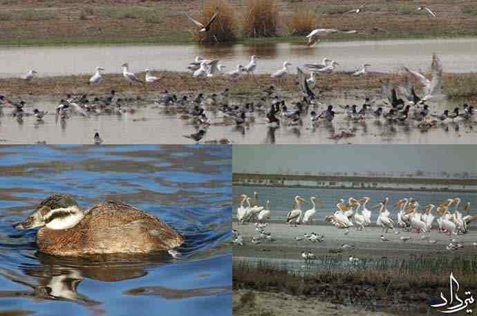 تالاب کانی برازان ویژگی های جغرافیایی تالاب کانی