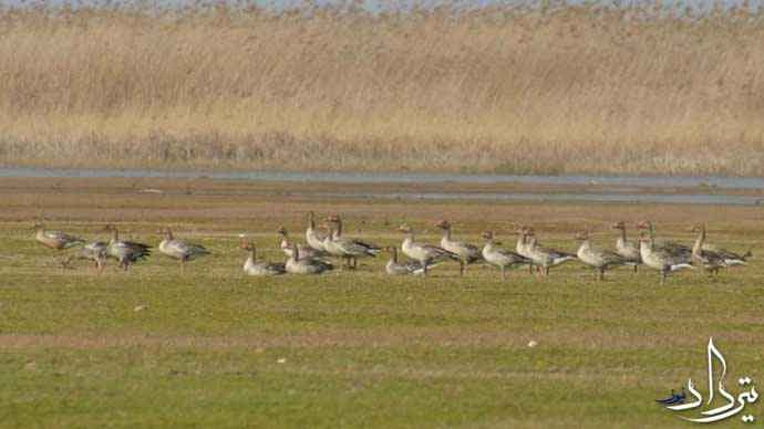 تالاب کانی برازان تالاب کانی برازان شهر مهاباد