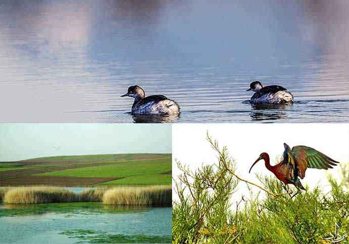 تالاب کانی برازان عوامل تهدید کننده تالاب کانی برازان