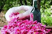 گلاب گیری کاشان در تقویم گردشگری کشور ثبت شد